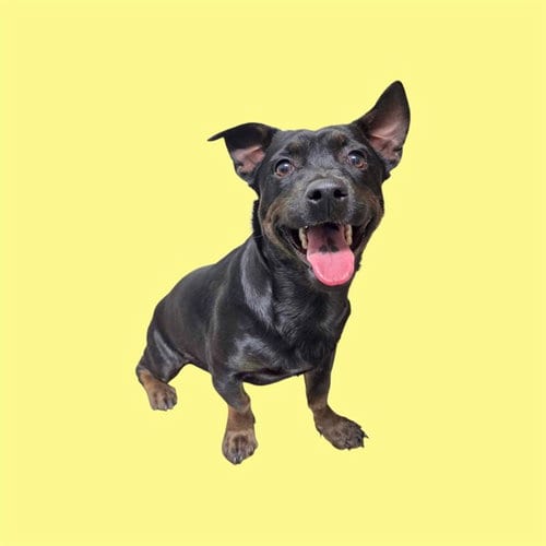 Photo of Manny, adoptable Patterdale Terrier (Fell Terrier) in Bakersfield, California