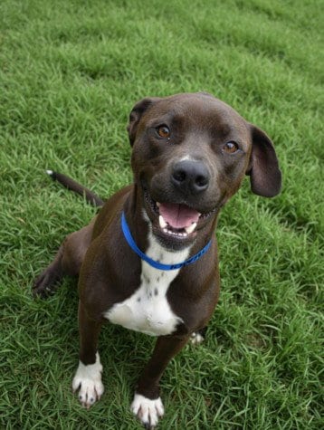 Photo of Minus, adoptable American Pit Bull Terrier in Los Angeles, California