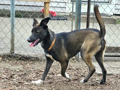Photo of Wendy, adoptable Feist in Bloomingdale, New Jersey