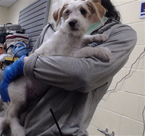 Photo of Lencho, adoptable Jack Russell Terrier (Parson Russell Terrier) in Denver, Colorado