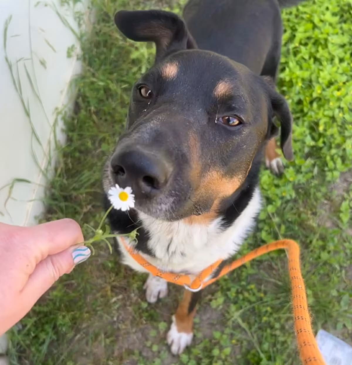 Photo of Sharky HS/LDD, adoptable Australian Cattle Dog/Mixed Breed (Medium) in Baltimore, Maryland