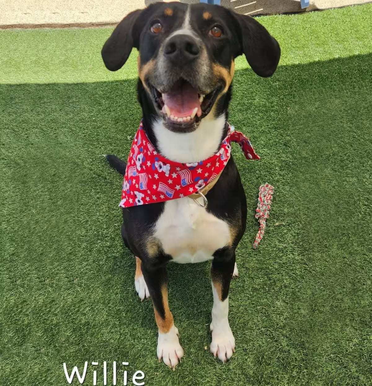 Photo of Willie, adoptable Coonhound/Mixed Breed (Large) in Cleveland, Tennessee