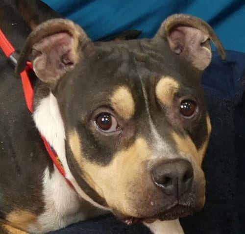Photo of Misty, adoptable Pit Bull Terrier in Ukiah, California