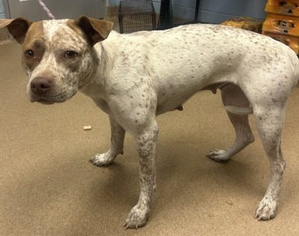 Photo of Eulalie, adoptable dog in Chamblee, Georgia