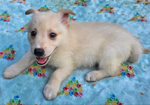 Photo of Louie, adoptable Terrier in Olalla, Washington