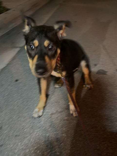 Photo of Mimi, adoptable Miniature Pinscher in Miami, Florida