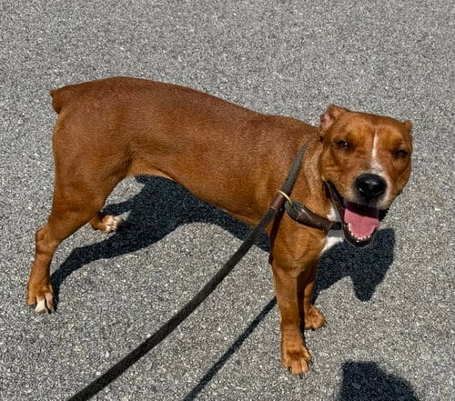 Photo of Kami, adoptable American Pit Bull Terrier in Carrollton, Georgia
