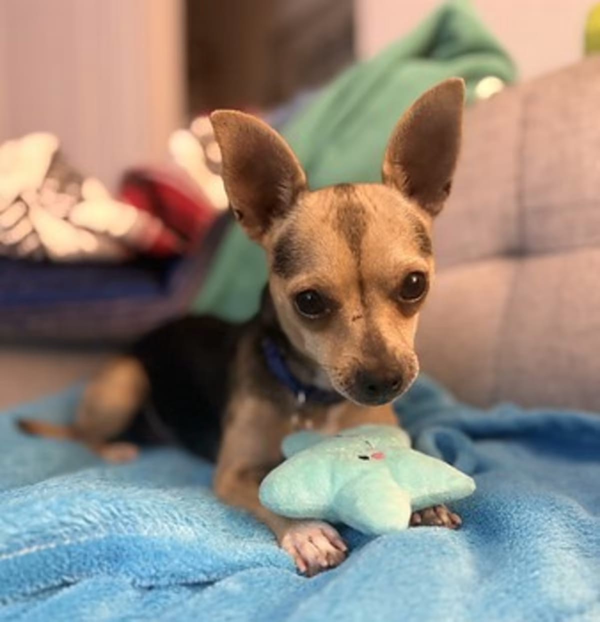 Photo of Jewel, adoptable Mutt in New York, New York