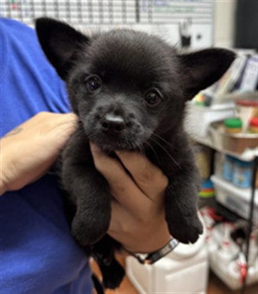 Photo of Blossom, adoptable Schipperke in Camarillo, California