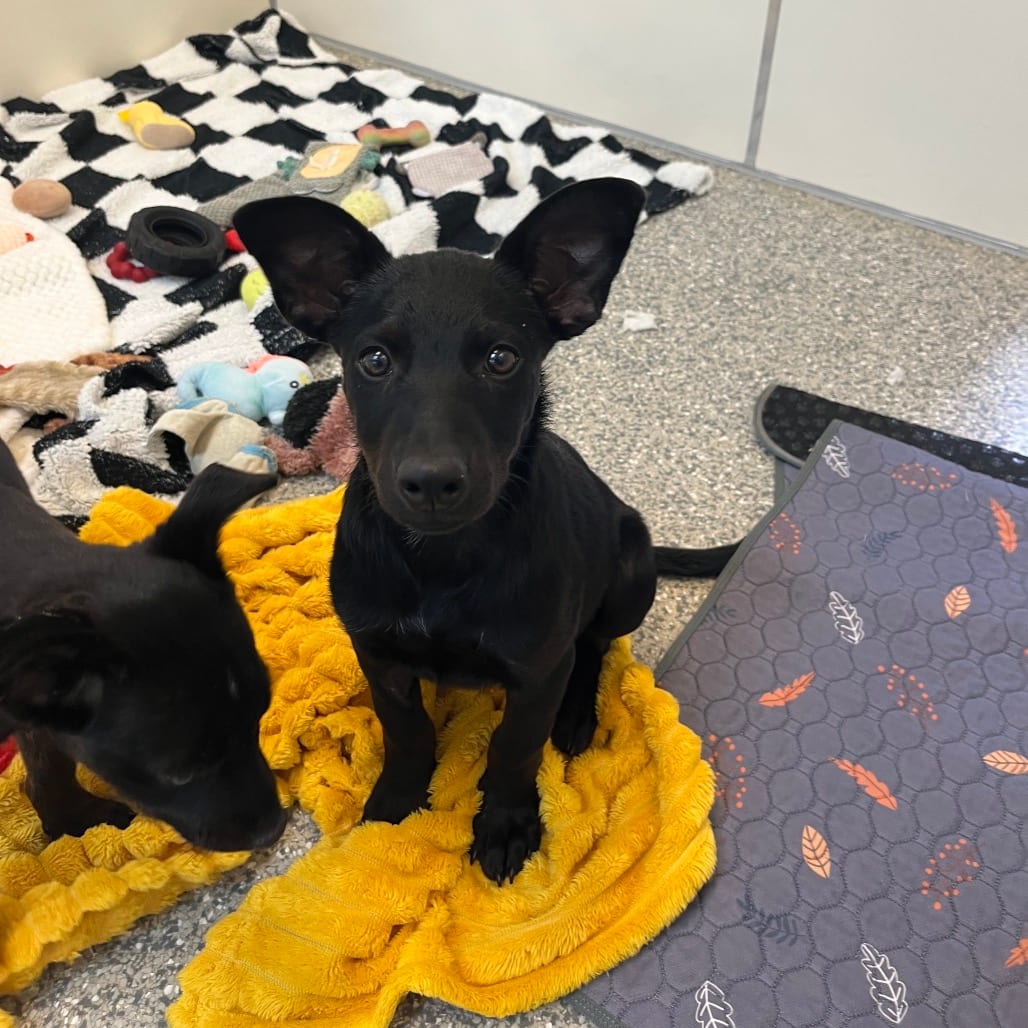 Photo of Spice, adoptable Terrier, Pit Bull / Mixed Breed (Medium) in Kanab, Utah