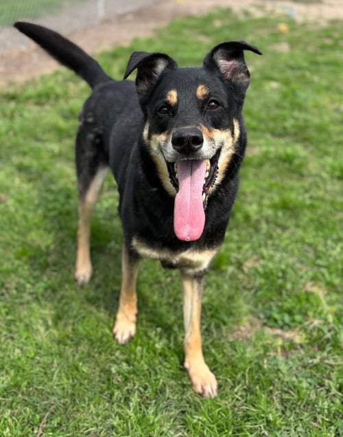 Photo of Harvard, adoptable German Shepherd Dog in Conroe, Texas