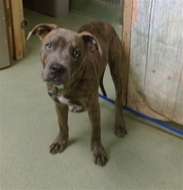 Photo of Senior Pit Bull Terrier, adoptable Pit Bull Terrier in Devore, California