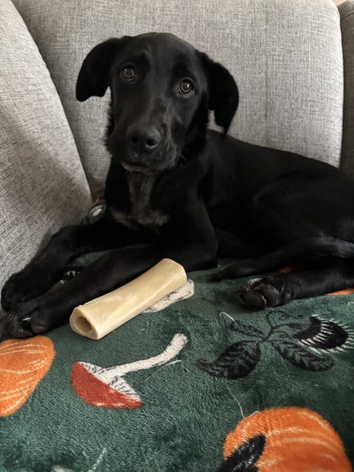 Photo of Molly, adoptable Labrador Retriever in Fort Wayne, Indiana
