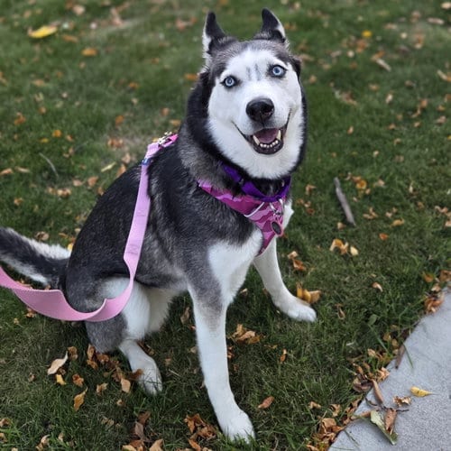 Photo of Sweatpants, adoptable Husky in Fargo, North Dakota