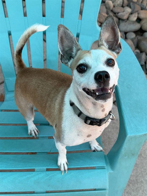 Photo of Hugo Blade, adoptable Chihuahua in Sacramento, California