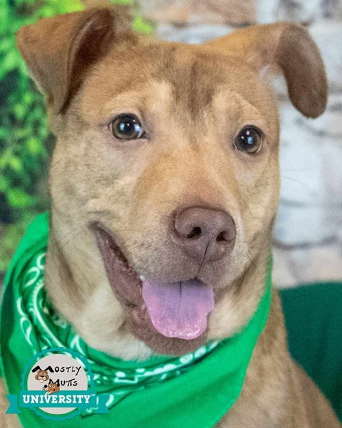 Photo of Billy, adoptable Terrier in Kennesaw, Georgia