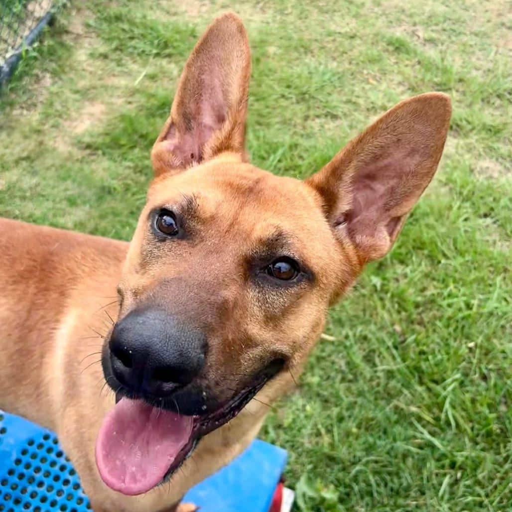 Photo of Red, adoptable Shepherd, German / Mix in Marshall, Texas