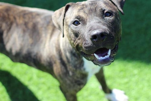 Photo of Sidecar, adoptable American Staffordshire Terrier in Grand Prairie, Texas