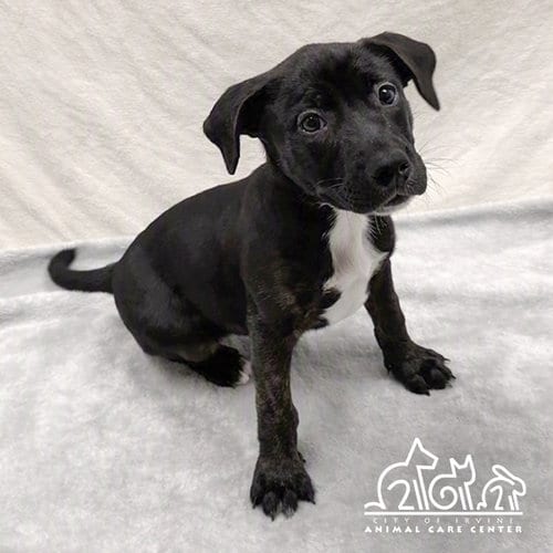 Photo of Autumn, adoptable Staffordshire Bull Terrier in Irvine, California