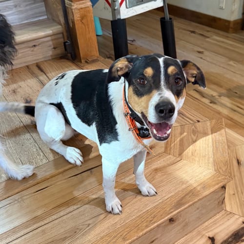 Photo of Rosie Roser, adoptable Unknown breed in Sandy, Utah