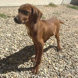 Photo of Talon 3825, adoptable Mixed Breed (Large) in Loxahatchee, Florida