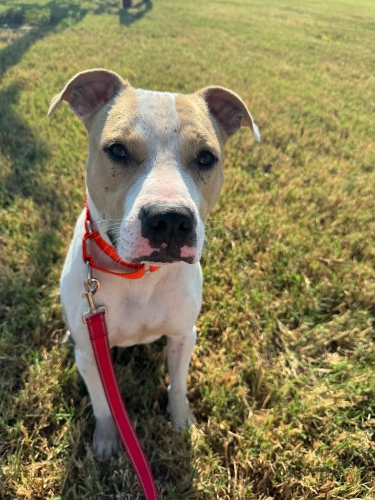Photo of Calvin, adoptable Pit Bull Terrier in East Ridge, Tennessee