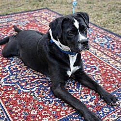 Photo of Jersey, adoptable American Pit Bull Terrier in East Hartford, Connecticut