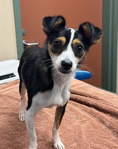 Photo of Faith, adoptable Chihuahua in Rancho Cucamonga, California