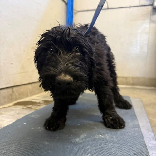 Photo of A887528, adoptable Poodle (Standard) in Camarillo, California