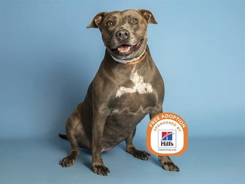 Photo of Sweetie, adoptable American Pit Bull Terrier in Phoenix, Arizona