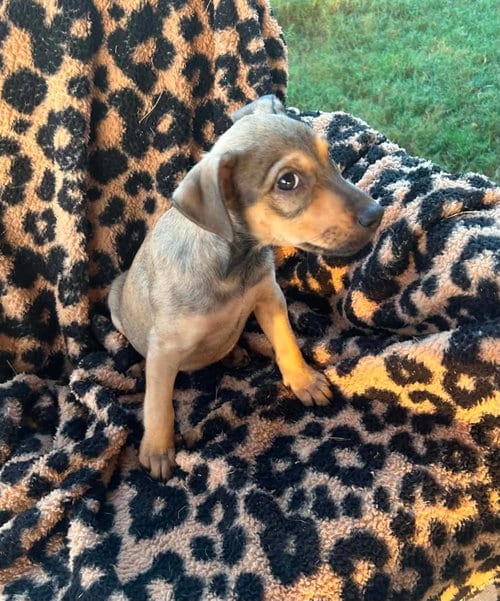 Photo of Lynne, adoptable Terrier in Royal Palm Beach, Florida