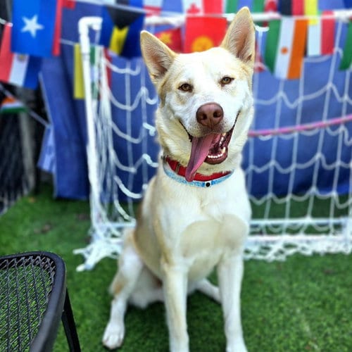 Photo of Haze, adoptable Siberian Husky in Long Beach, California