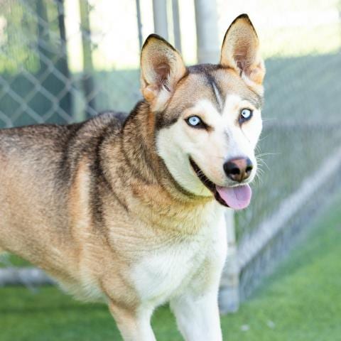 Photo of Nina Simone, adoptable Siberian Husky in Camarillo, California