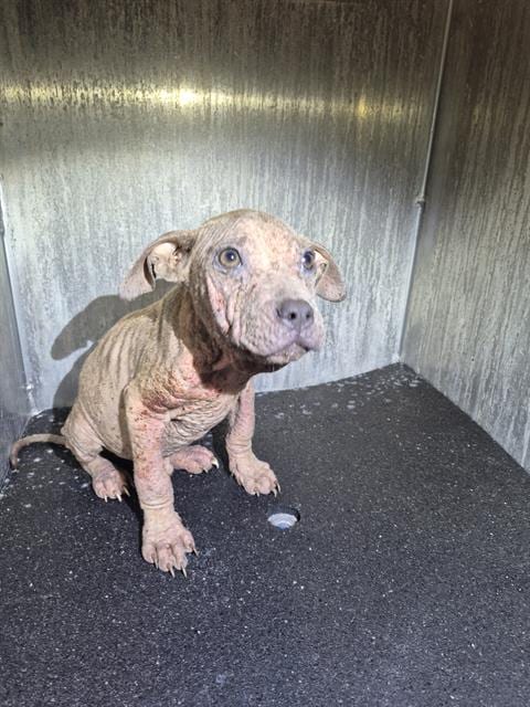 Photo of Boo Berry, adoptable American Staffordshire Terrier in San Antonio, Texas