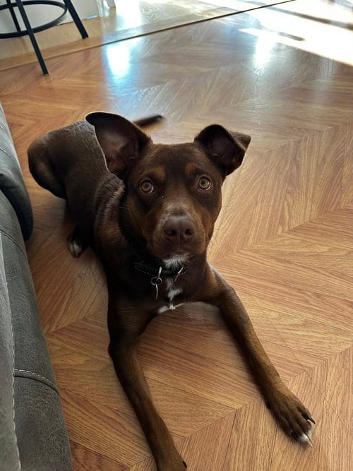Photo of Lucy (Suzie's Litter), adoptable Labrador Retriever in Brewster, New York