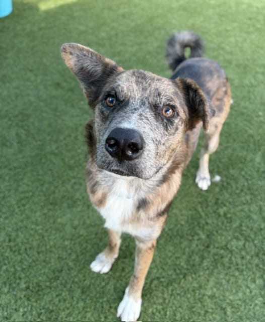Photo of Shadow, adoptable Mixed Breed