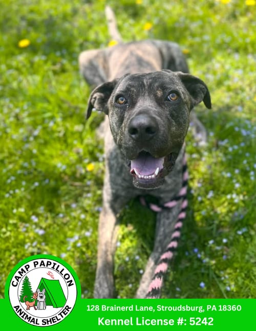 Photo of Rocky, adoptable Cane Corso Mastiff in Stroudsburg, Pennsylvania