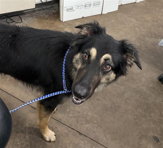 Photo of Sage, adoptable Mixed Breed