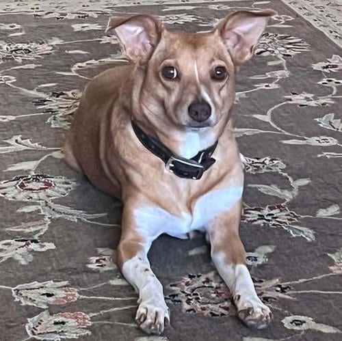 Photo of Pixie, adoptable Terrier in Mobile, Alabama