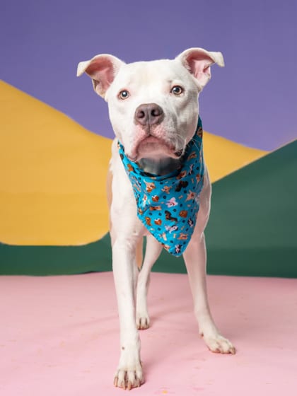 Photo of Dean, adoptable dog in Atlanta, Georgia