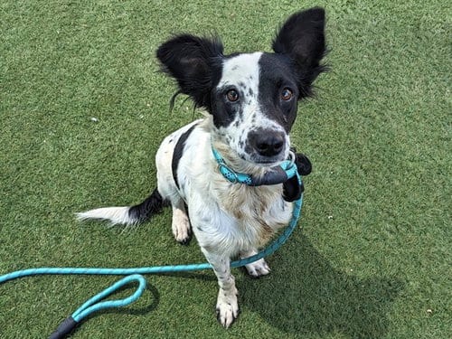 Photo of Oakley, adoptable Border Collie in Phoenix, Arizona