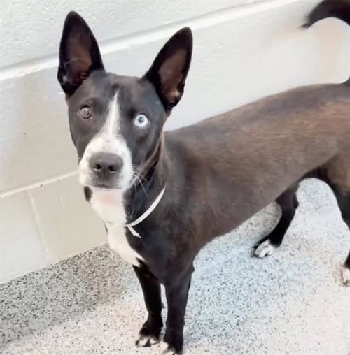 Photo of Nola Fox, adoptable Labrador Retriever in Houston, Texas