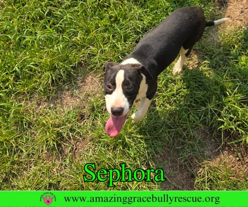 Photo of Sephora, adoptable Labrador Retriever in Milton, Florida