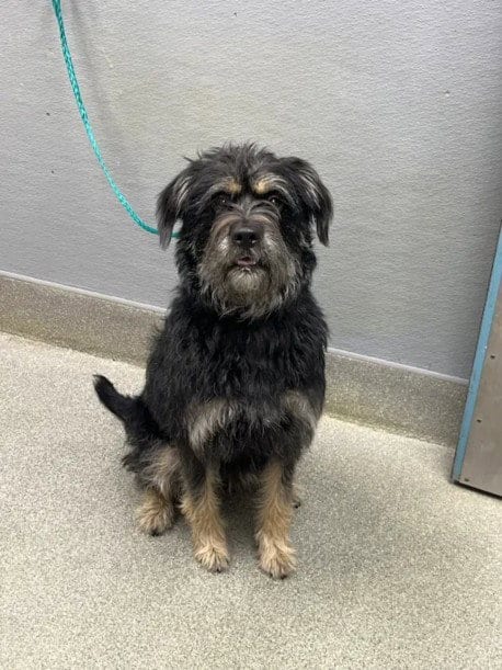 Photo of Pancakes, adoptable Border Terrier in Las Vegas, Nevada