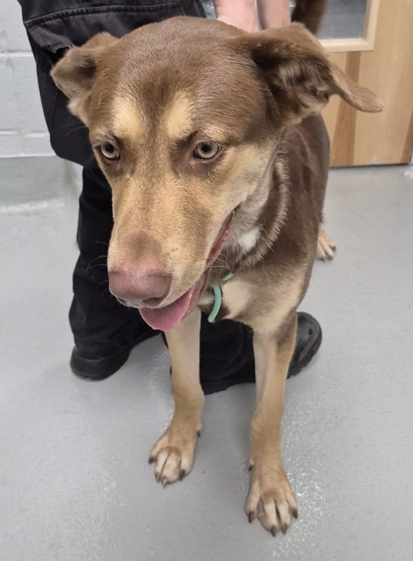 Photo of Riddle, adoptable Siberian Husky mixed Shepherd in Lawrenceville, Georgia