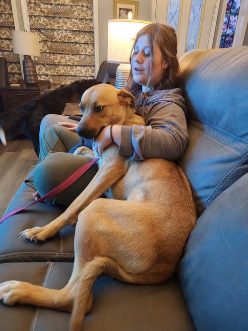 Photo of Missy, adoptable Shepherd in garner, North Carolina