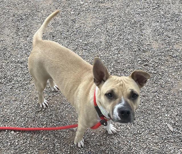 Photo of Stacy, adoptable dog