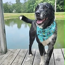 Photo of Pittsburgh, adoptable Australian Shepherd in East Hartford, Connecticut