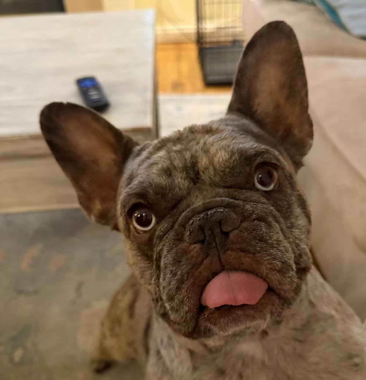 Photo of StellaRose, adoptable French Bulldog in Los Angeles, California