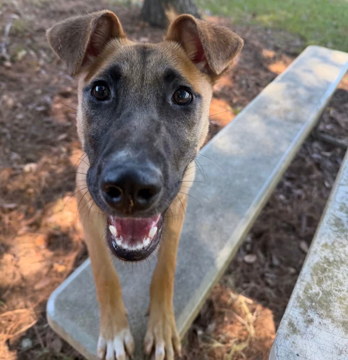 Photo of Messi, adoptable Golden Retriever Black Mouth Cur in Spring, Texas